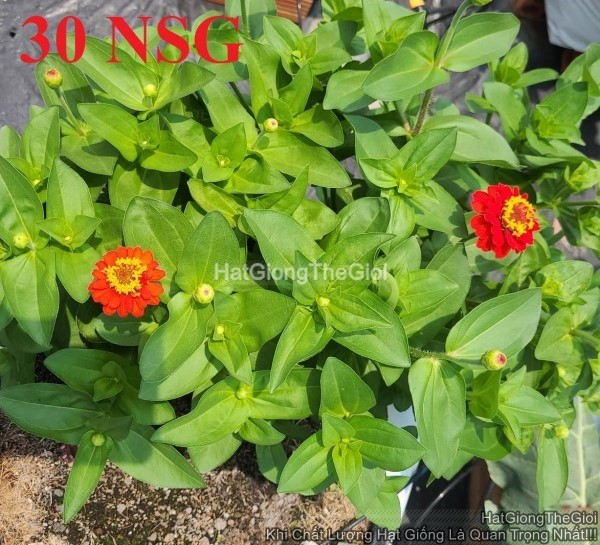 hat giong hoa cuc la nham kep lun tg244 red