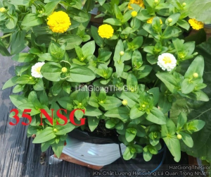 hat giong hoa cuc la nham kep lun tg244 white