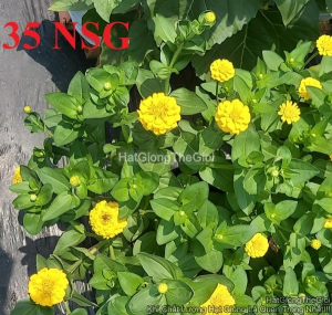 hat giong hoa cuc la nham kep lun tg244 yellow
