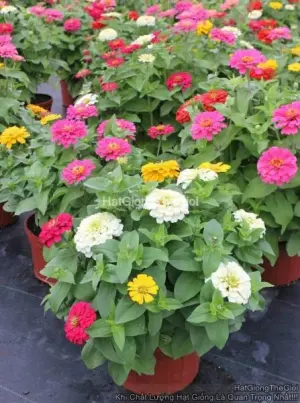 Hạt Giống Hoa Cúc Lá Nhám Kép Bông To MAGELLAN Mix