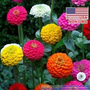hat giong hoa cuc la nham kep   mix lilliput  zinnia elegans