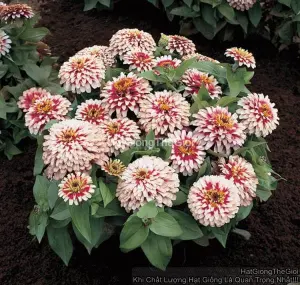 Hạt Giống Hoa Cúc Lá Nhám Kép Swizzle Cherry Ivory