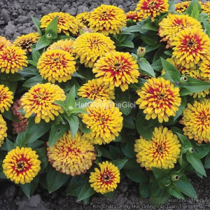 hat giong hoa cuc la nham kep swizzle scarlet yellow