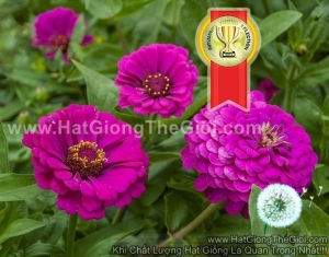 hat giong hoa cuc la nham kep tim tg77