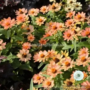 Hạt Giống Hoa Cúc Lá Nhám Lùn Sai Bông Profusion Apricot