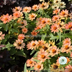 hat giong hoa cuc la nham lun sai bong profusion apricot
