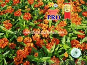 hat giong hoa cuc la nham lun sai bong profusion cam