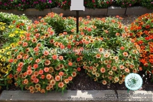 hat giong hoa cuc la nham lun sai bong profusion deep apricot
