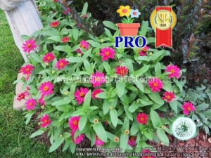 hat giong hoa cuc la nham lun sai bong profusion do cherry