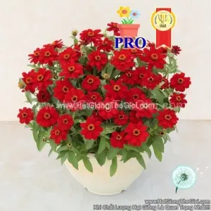 Hạt Giống Hoa Cúc Lá Nhám Lùn Sai Bông Profusion Đỏ Đậm