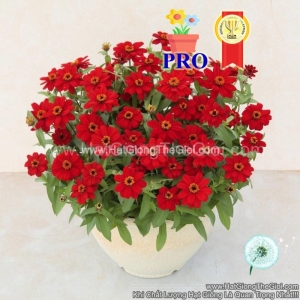 hat giong hoa cuc la nham lun sai bong profusion do dam