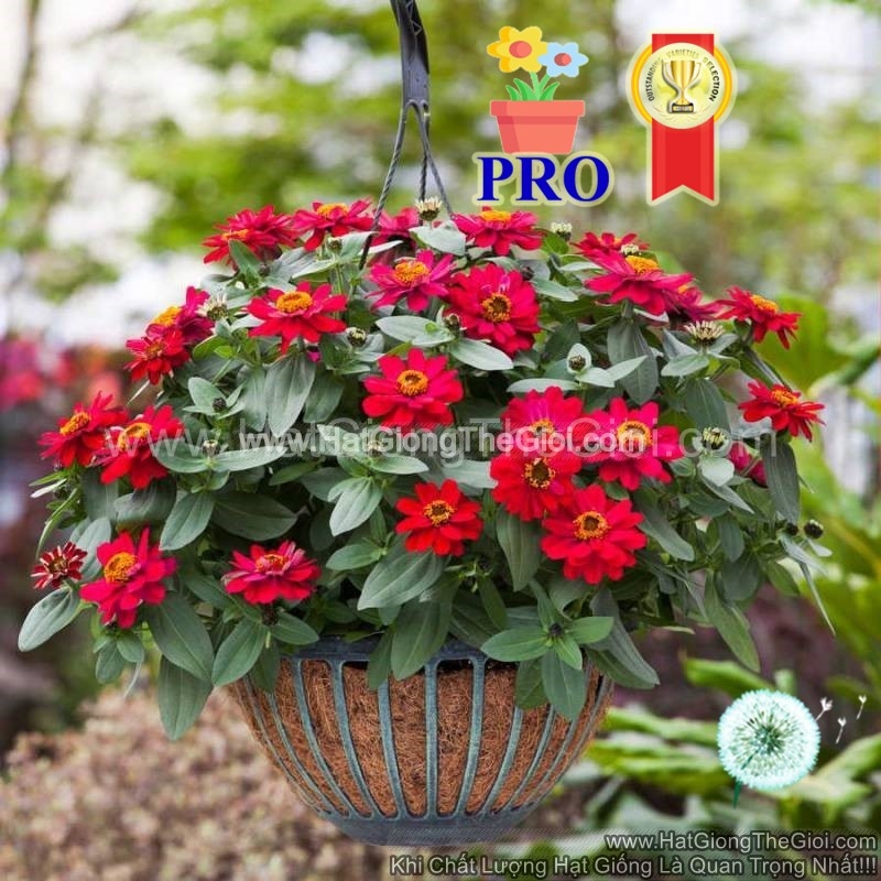 hat giong hoa cuc la nham lun sai bong profusion kep do cherry