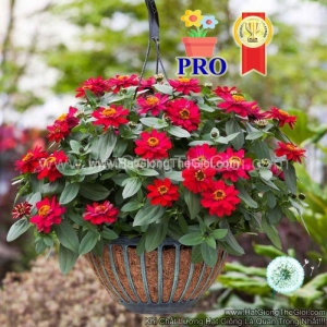 hat giong hoa cuc la nham lun sai bong profusion kep do cherry