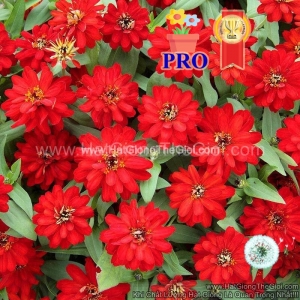 hat giong hoa cuc la nham lun sai bong profusion kep do