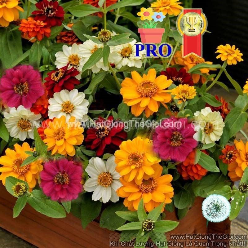 hat giong hoa cuc la nham lun sai bong profusion kep mix