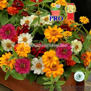 hat giong hoa cuc la nham lun sai bong profusion kep mix
