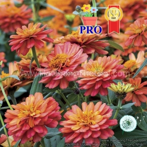 hat giong hoa cuc la nham lun sai bong profusion kep salmon dam