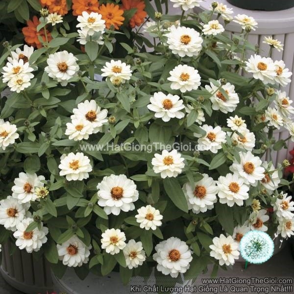 hat giong hoa cuc la nham lun sai bong profusion kep white