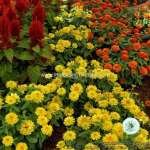 hat giong hoa cuc la nham lun sai bong profusion kep yellow