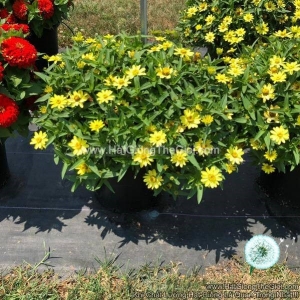 hat giong hoa cuc la nham lun sai bong profusion lemon