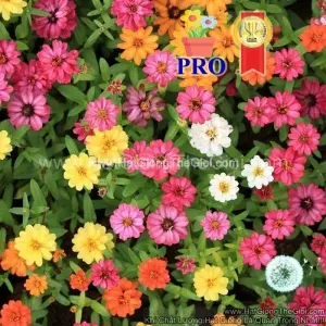 Hạt Giống Hoa Cúc Lá Nhám Lùn Sai Bông Profusion Mix