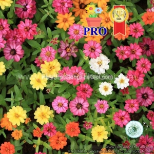 hat giong hoa cuc la nham lun sai bong profusion mix