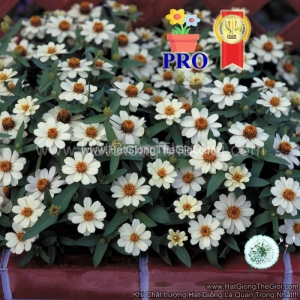 hat giong hoa cuc la nham lun sai bong profusion trang