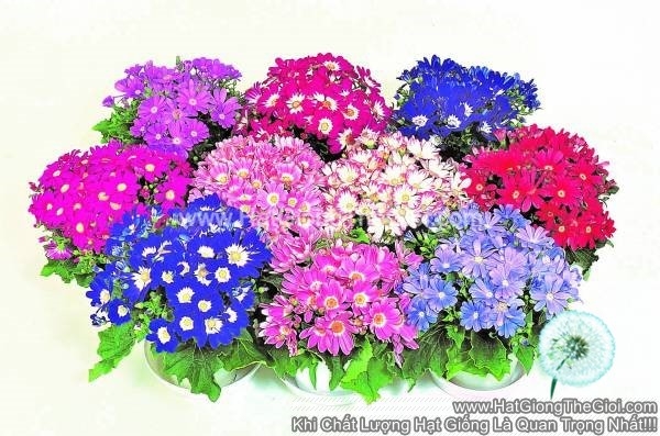 hat giong hoa cuc la nho mix mau