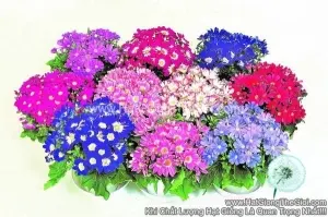 Hạt Giống Hoa Cúc Lá Nho Mix Màu