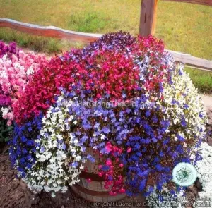 Hạt Giống Hoa Cúc Lobelia Rủ Mix