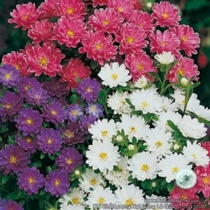 Hạt Giống Hoa Cúc Mâm Xôi Mix Màu 20cm (Callistephus)