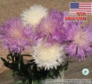 Hạt Giống Hoa Cúc Nhung, Cúc Vương Miệng - Sultan (Amberboa moschata)