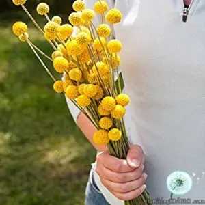 Hạt Giống Hoa Cúc Nút Áo Vàng (Craspedia globosa)
