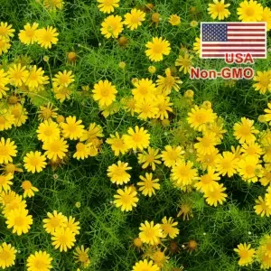 Hạt Giống Hoa Cúc Sao Băng USA (Thymophylla tenuiloba)
