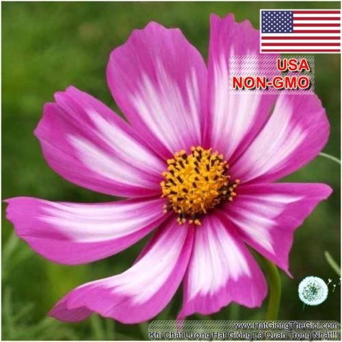 hat giong hoa cuc sao nhay   candystripe  cosmos
