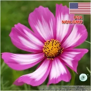Hạt Giống Hoa Cúc Sao Nháy - CandyStripe (Cosmos)