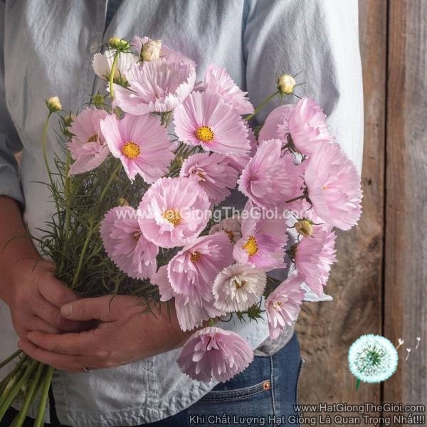 hat giong hoa cuc sao nhay cupcake hong