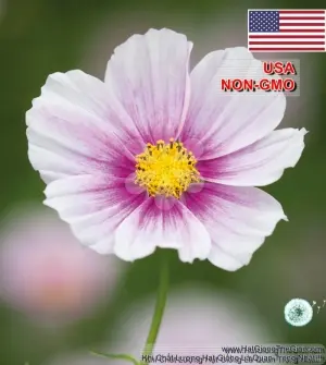 Hạt Giống Hoa Cúc Sao Nháy - DayDream (Cosmos)1