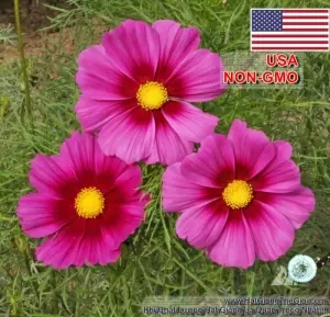 Hạt Giống Hoa Cúc Sao Nháy - Hào Quang (Cosmos)