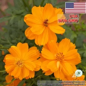 Hạt Giống Hoa Cúc Sao Nháy Kép - Cam (Cosmos)