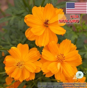 hat giong hoa cuc sao nhay kep   cam  cosmos