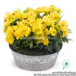 Hạt Giống Hoa Cúc Sao Nháy Kép Lùn 20cm TG232 Lemon
