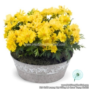hat giong hoa cuc sao nhay kep lun 20cm tg232 lemon