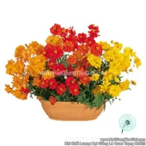 Hạt Giống Hoa Cúc Sao Nháy Kép Lùn 30cm TG231 Mix