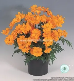 Hạt Giống Hoa Cúc Sao Nháy Kép Lùn 30cm TG231 Orange