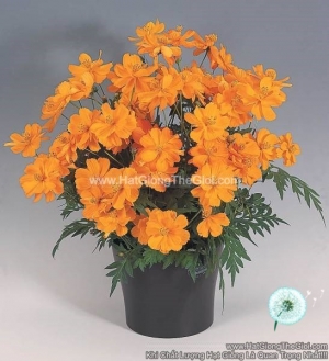 hat giong hoa cuc sao nhay kep lun 30cm tg231 orange