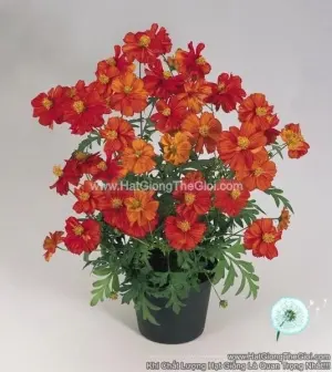 Hạt Giống Hoa Cúc Sao Nháy Kép Lùn 30cm TG231 Red