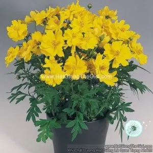 Hạt Giống Hoa Cúc Sao Nháy Kép Lùn 30cm TG231 Yellow