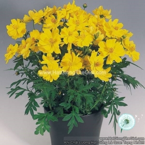 hat giong hoa cuc sao nhay kep lun 30cm tg231 yellow