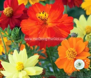 Hạt Giống Hoa Cúc Sao Nháy Kép Mix 60cm